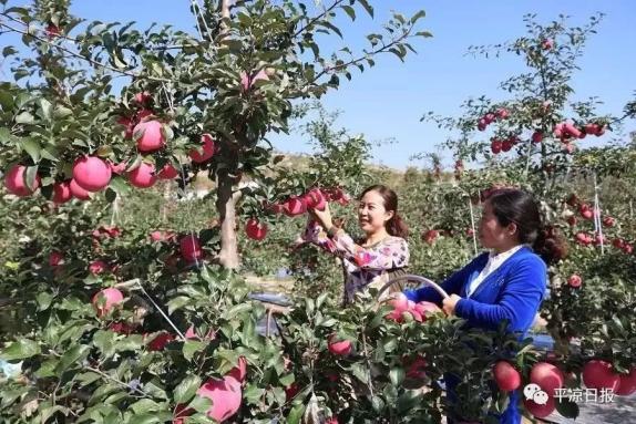 甘肅靈臺縣：蘋果紅了，果農(nóng)的錢袋子鼓了